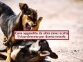 Cane aggredito da un altro cane, scatta il risarcimento, il Tribunale riconosce il danno morale: ecco la sentenza