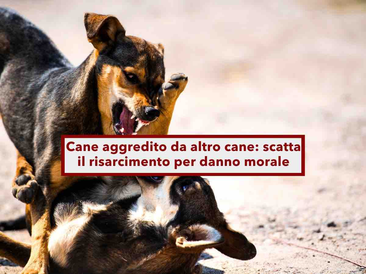 Cane aggredito da un altro cane, scatta il risarcimento, il Tribunale riconosce il danno morale: ecco la sentenza