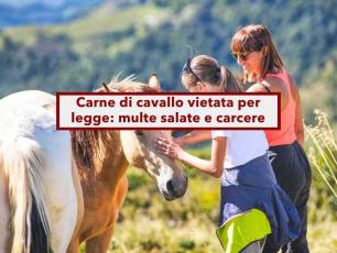 Carne di cavallo vietata per legge, ecco cosa succede a chi la mangia, maxi multa e tre anni di carcere: nuova proposta