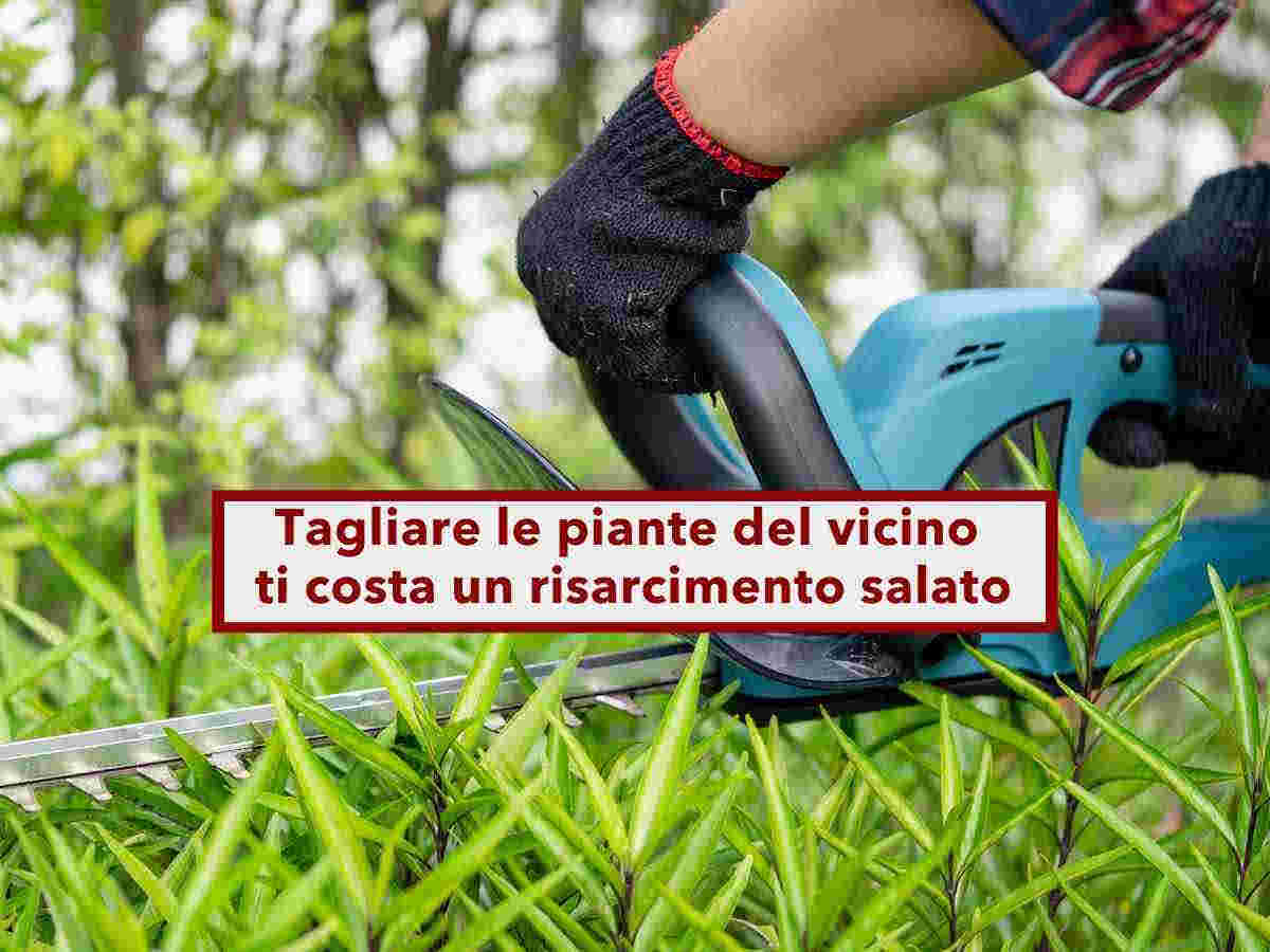 Condominio, ora se tagli senza permesso le piante del vicino che sconfinano rischi un risarcimento salato: la sentenza