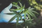 Cannabis coltivata in cortile: cosa si rischia?